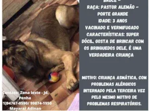 Cachorro raça Pastor Alemão idade 3 anos nome Bruce