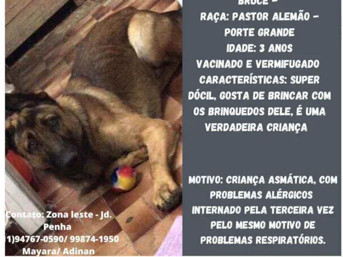 Cachorro raça Pastor Alemão idade 3 anos nome Bruce