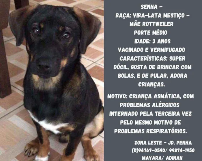 Cachorro raça Mestiço Rotwaller idade 3 anos nome Senna 