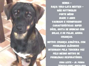 Cachorro raça Mestiço Rotwaller idade 3 anos nome Senna 