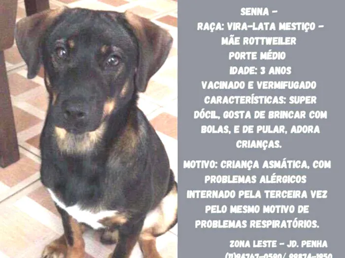 Cachorro raça Mestiço Rotwaller idade 3 anos nome Senna 