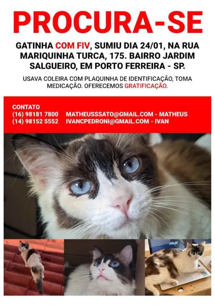 Gato ra a Vira-lata  idade 6 ou mais anos nome Sagwa