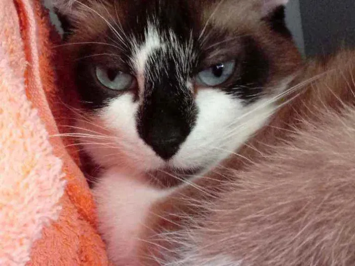 Gato raça Srd idade 2 anos nome Branca