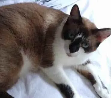 Gato raça Srd idade 2 anos nome Branca