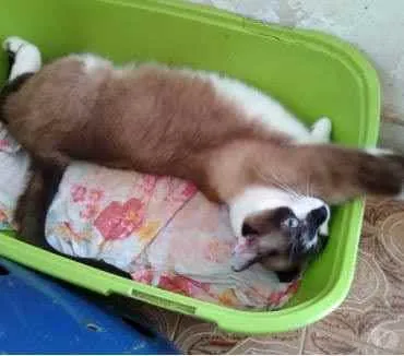 Gato raça Srd idade 2 anos nome Branca