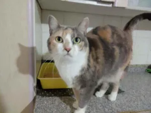 Gato raça Srd idade 2 anos nome Fumaça 