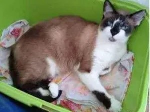 Gato raça Srd idade 2 anos nome Branca
