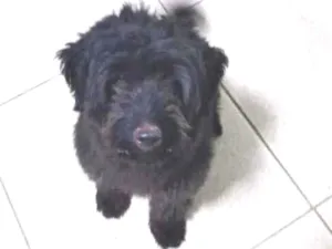 Cachorro raça Poodle idade 3 anos nome Raica