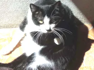 Gato raça Srd idade 4 anos nome Diego