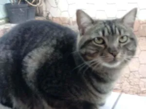 Gato raça Srd idade 2 anos nome Tom