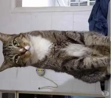 Gato raça Srd idade 3 anos nome Tiguê 