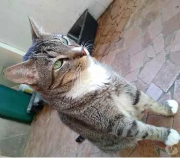 Gato raça Srd idade 3 anos nome Tiguê 