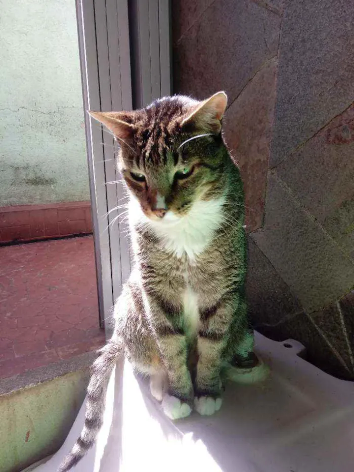 Gato raça Srd idade 3 anos nome Tiguê 