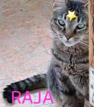 Gato ra a Srd idade 4 anos nome Raja