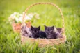5 gatinhos para adoç