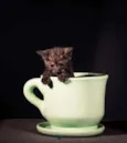 5 gatinhos para adoç