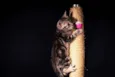 5 gatinhos para adoç