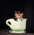 5 gatinhos para adoç