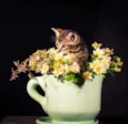 5 gatinhos para adoç