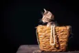 5 gatinhos para adoç