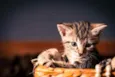 5 gatinhos para adoç