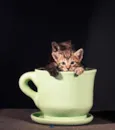 5 gatinhos para adoç
