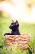 5 gatinhos para adoç