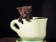 5 gatinhos para adoç