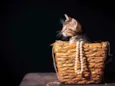 5 gatinhos para adoç