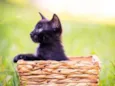 5 gatinhos para adoç