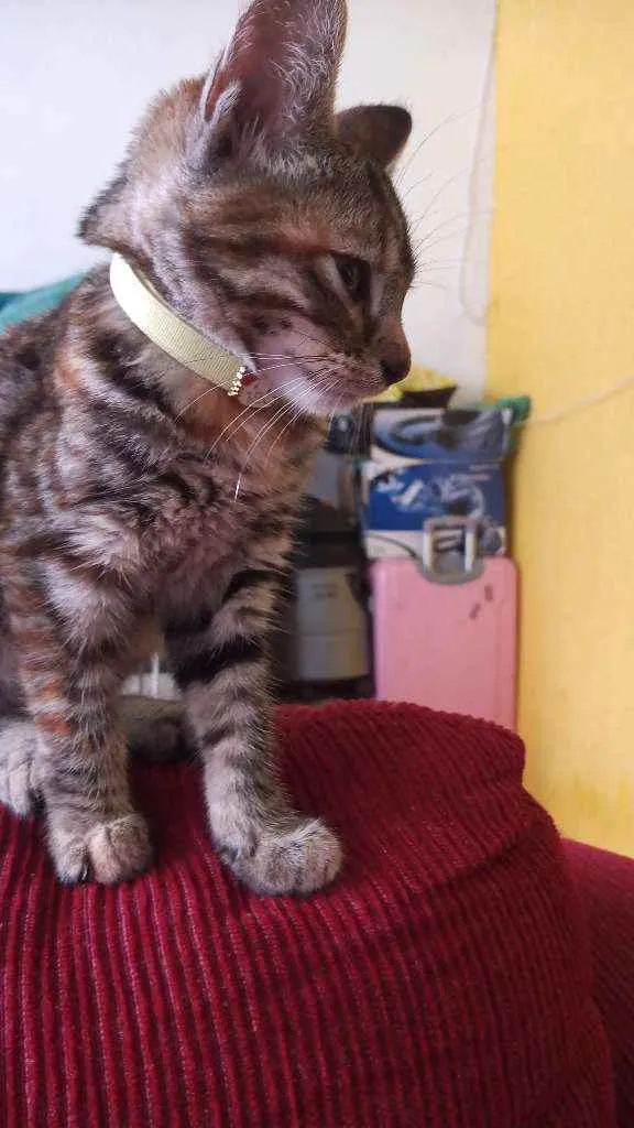 Gato ra a Não sei  idade 2 a 6 meses nome Alaska