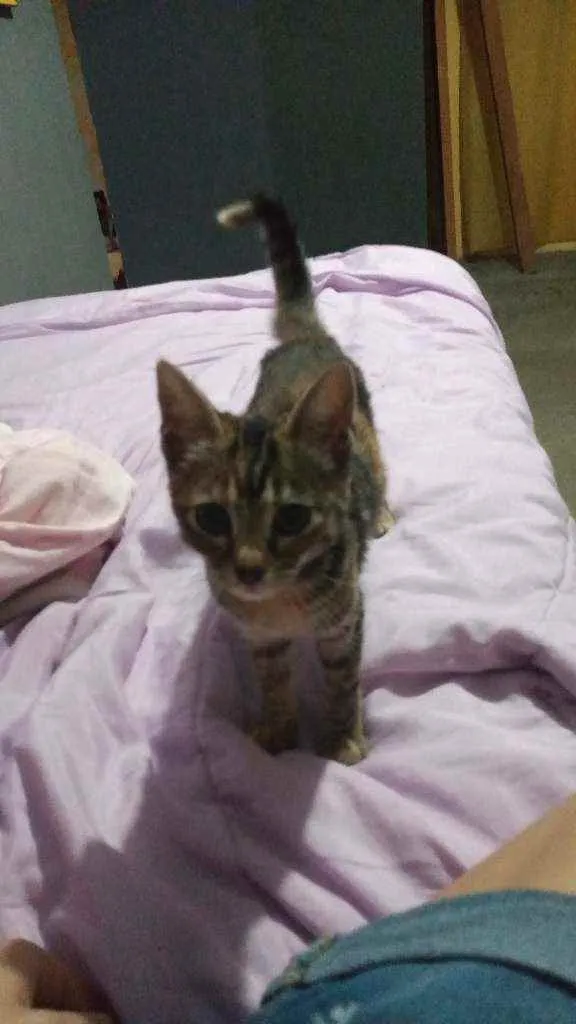 Gato ra a Não sei  idade 2 a 6 meses nome Alaska