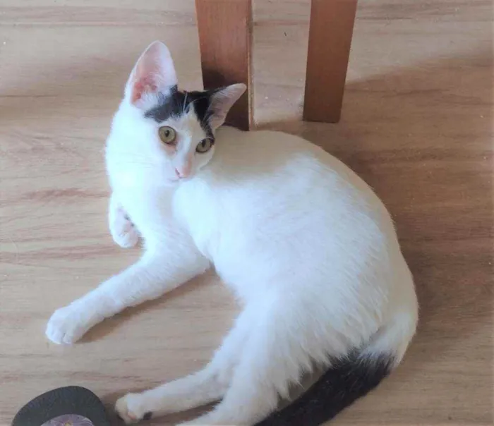 Gato ra a SRD idade 2 a 6 meses nome Luly