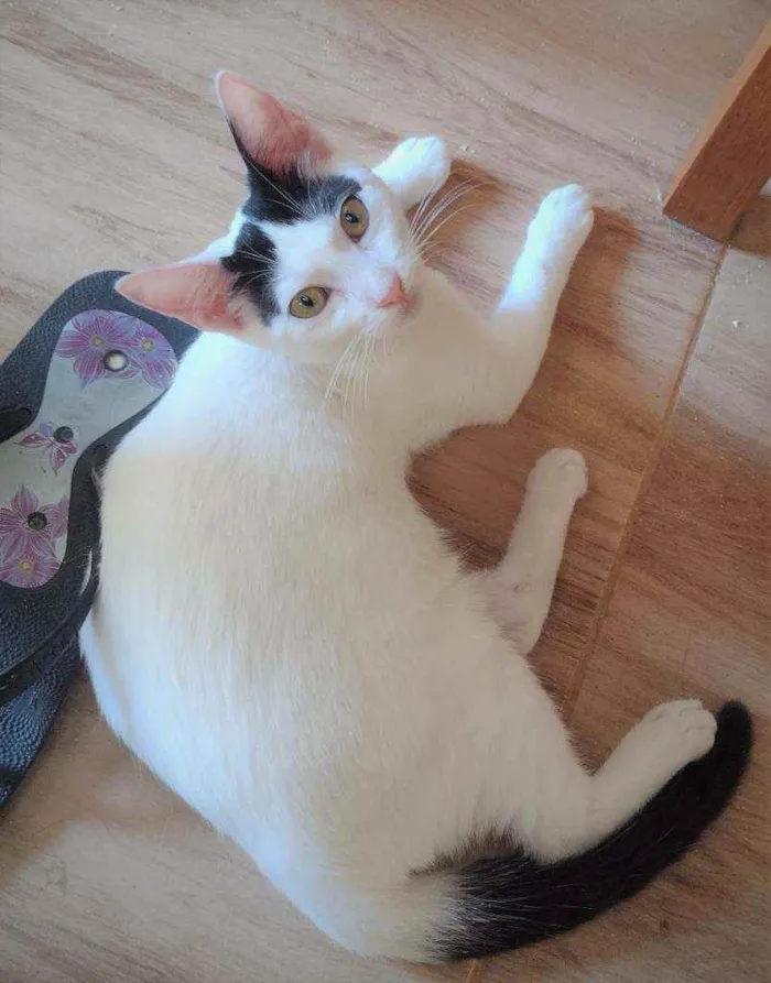 Gato ra a SRD idade 2 a 6 meses nome Luly