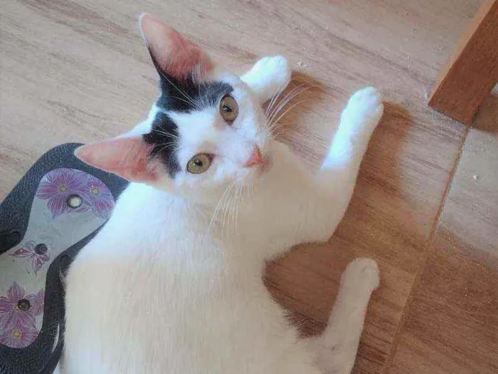 Gato ra a SRD idade 2 a 6 meses nome Luly