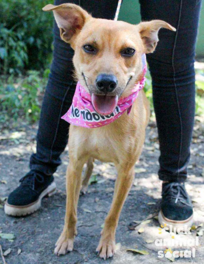 Cachorro raça SRD idade 7 a 11 meses nome Eva