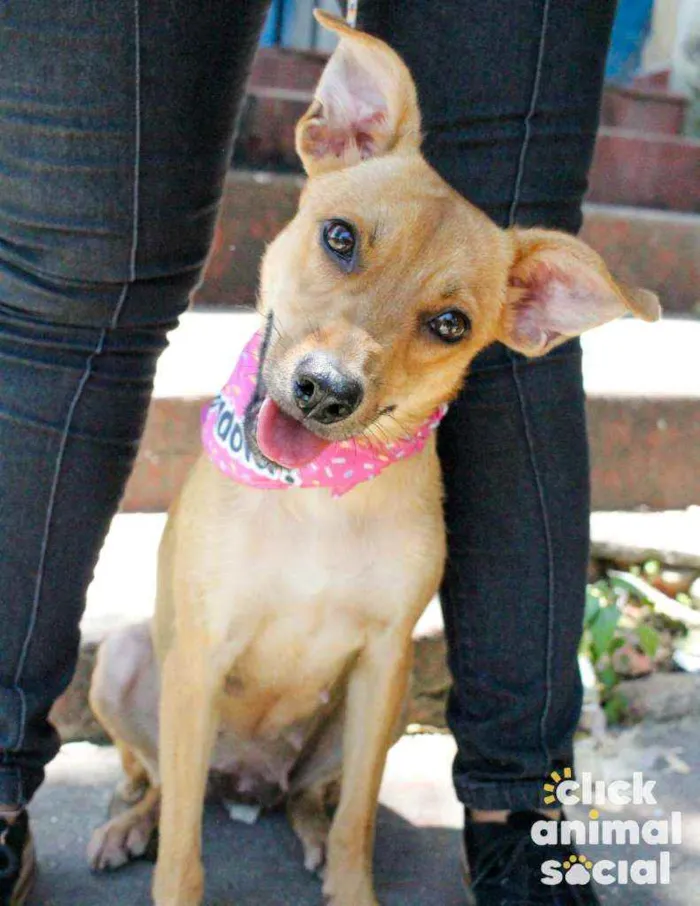 Cachorro raça SRD idade 7 a 11 meses nome Eva