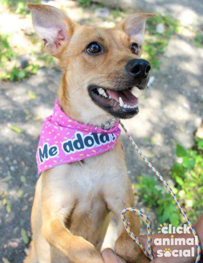 Cachorro raça SRD idade 7 a 11 meses nome Eva