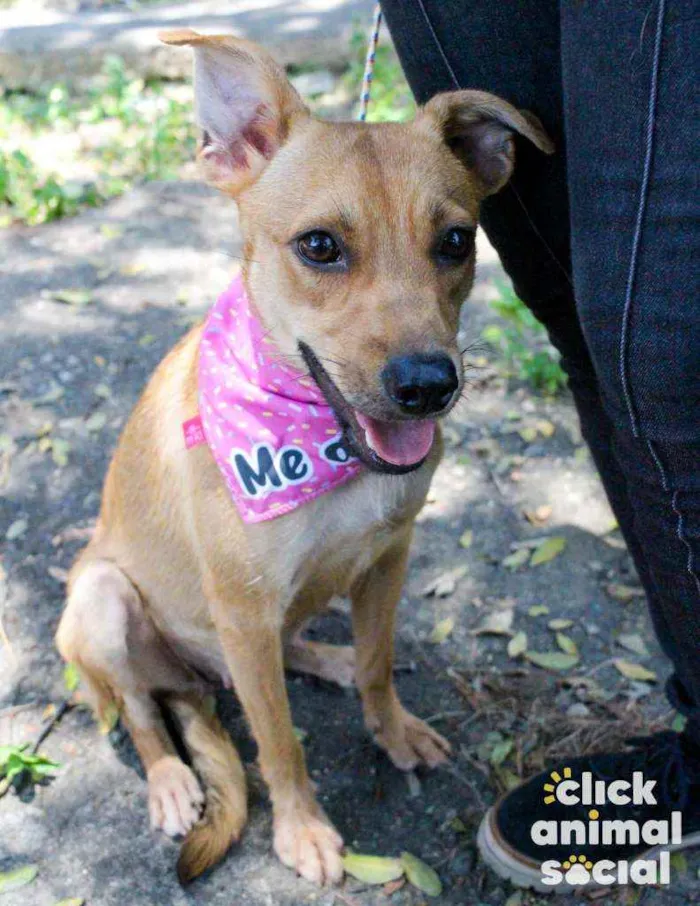 Cachorro raça SRD idade 7 a 11 meses nome Eva