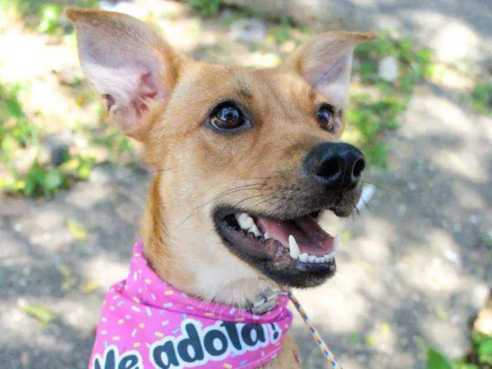 Cachorro raça SRD idade 7 a 11 meses nome Eva