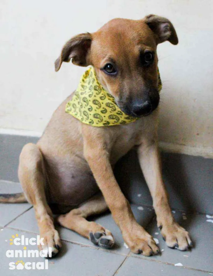 Cachorro ra a SRD idade 2 a 6 meses nome Aurora