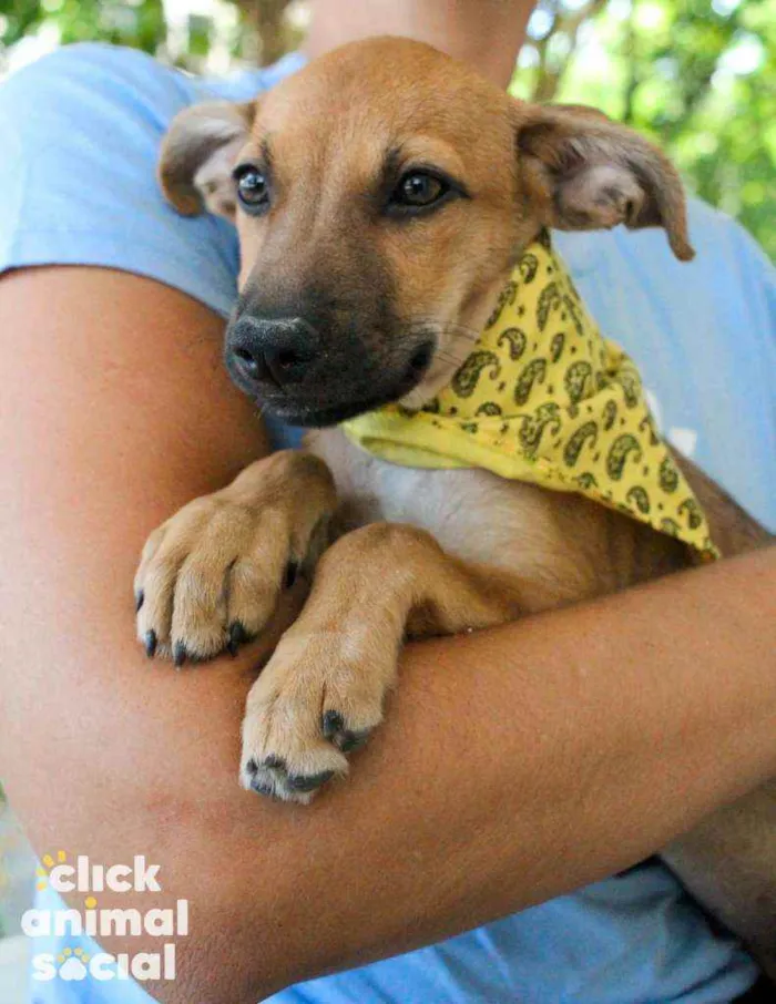 Cachorro ra a SRD idade 2 a 6 meses nome Aurora