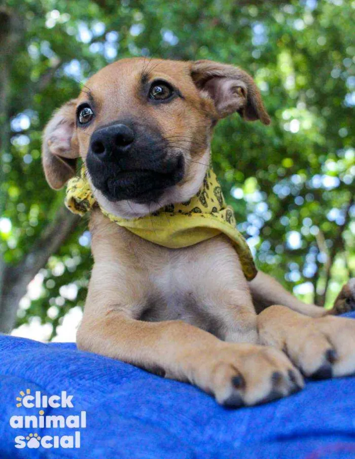 Cachorro ra a SRD idade 2 a 6 meses nome Aurora