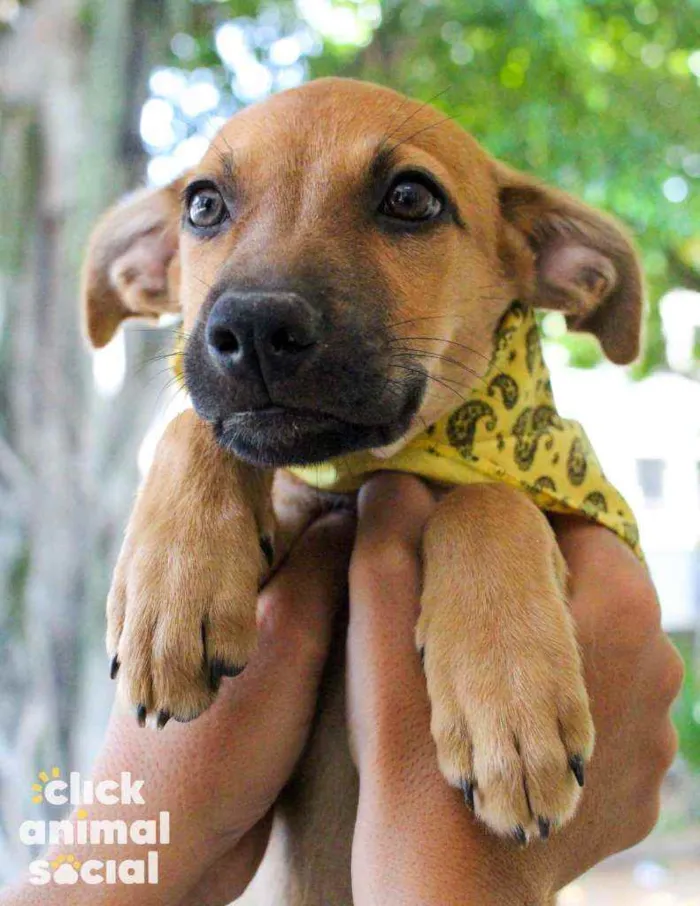 Cachorro ra a SRD idade 2 a 6 meses nome Aurora