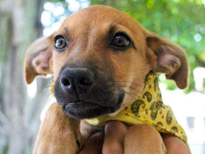 Cachorro ra a SRD idade 2 a 6 meses nome Aurora