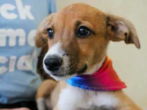 Cachorro raça SRD idade 2 a 6 meses nome Athena