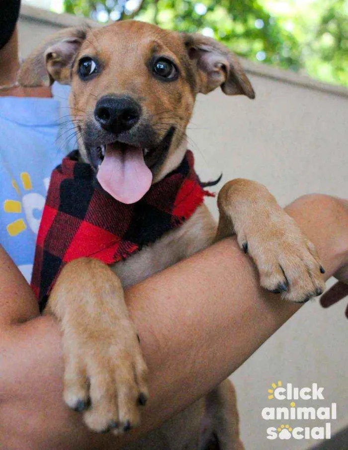 Cachorro ra a SRD idade 2 a 6 meses nome Alladin