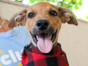 Cachorro raça SRD idade 2 a 6 meses nome Alladin