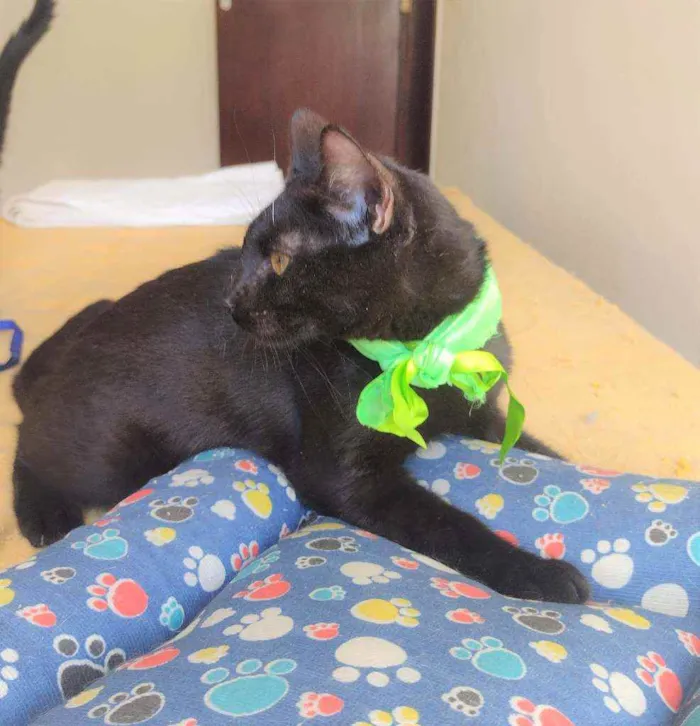 Gato ra a SRD idade 2 a 6 meses nome Natan