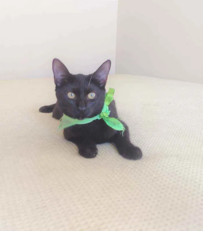 Gato ra a SRD idade 2 a 6 meses nome Natan